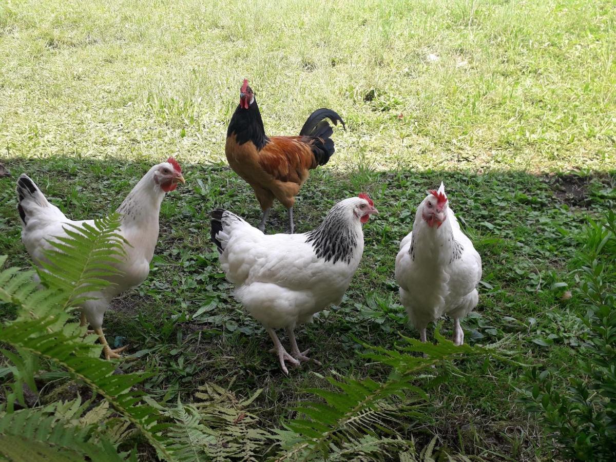 Ferienwohnung Bergzeit Oberwössen المظهر الخارجي الصورة